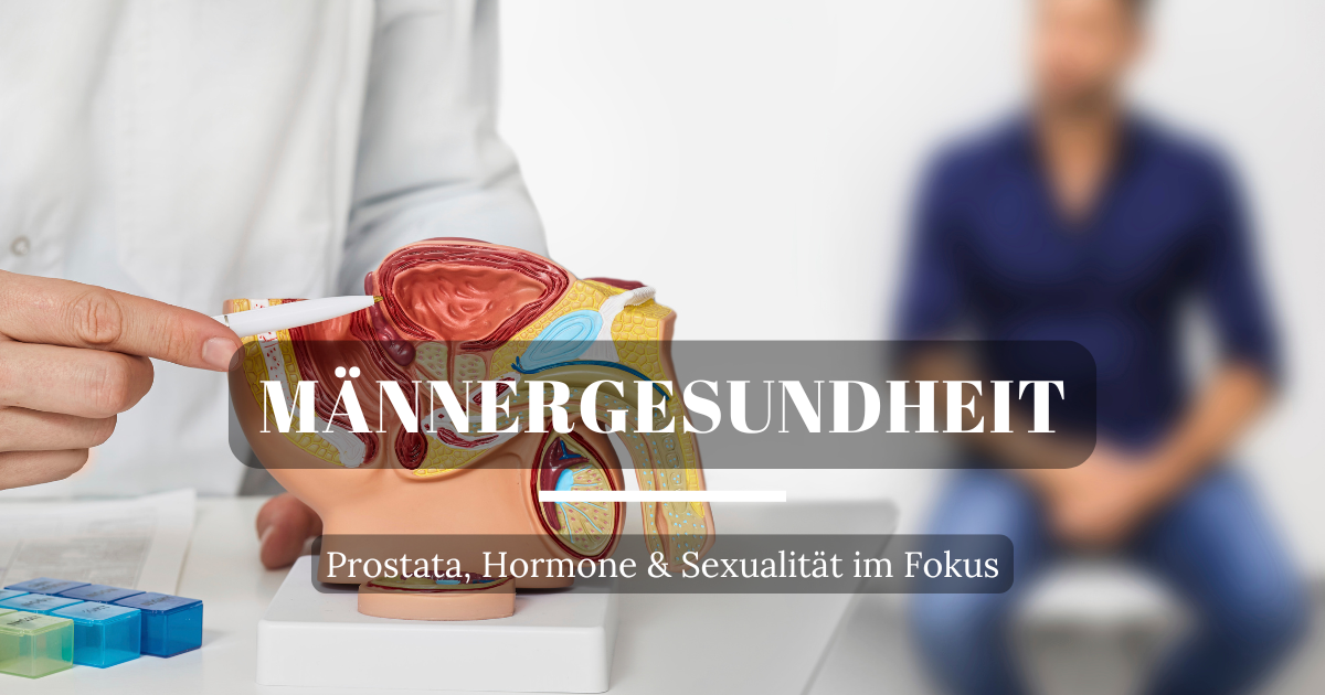 Anatomisches Modell des männlichen Körpers mit hervorgehobener Prostata und Hormonorgane